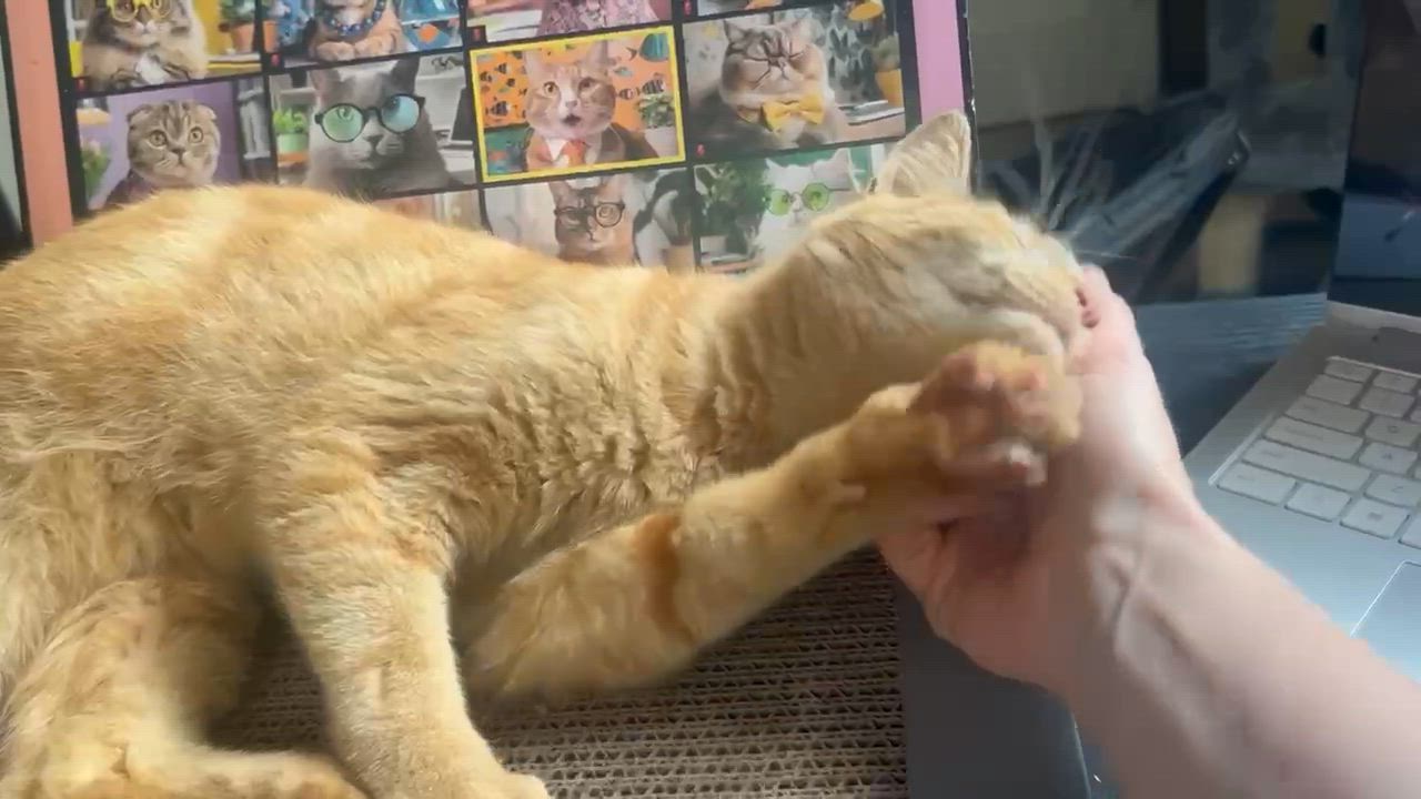 Enlarge Nacho, an adoptable Domestic Short Hair in Hopkinton, MA video 4/4