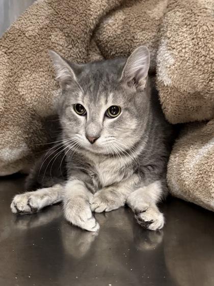 Chief Josh, Adoptable, Adult Male Domestic Short Hair & Domestic Short Hair.