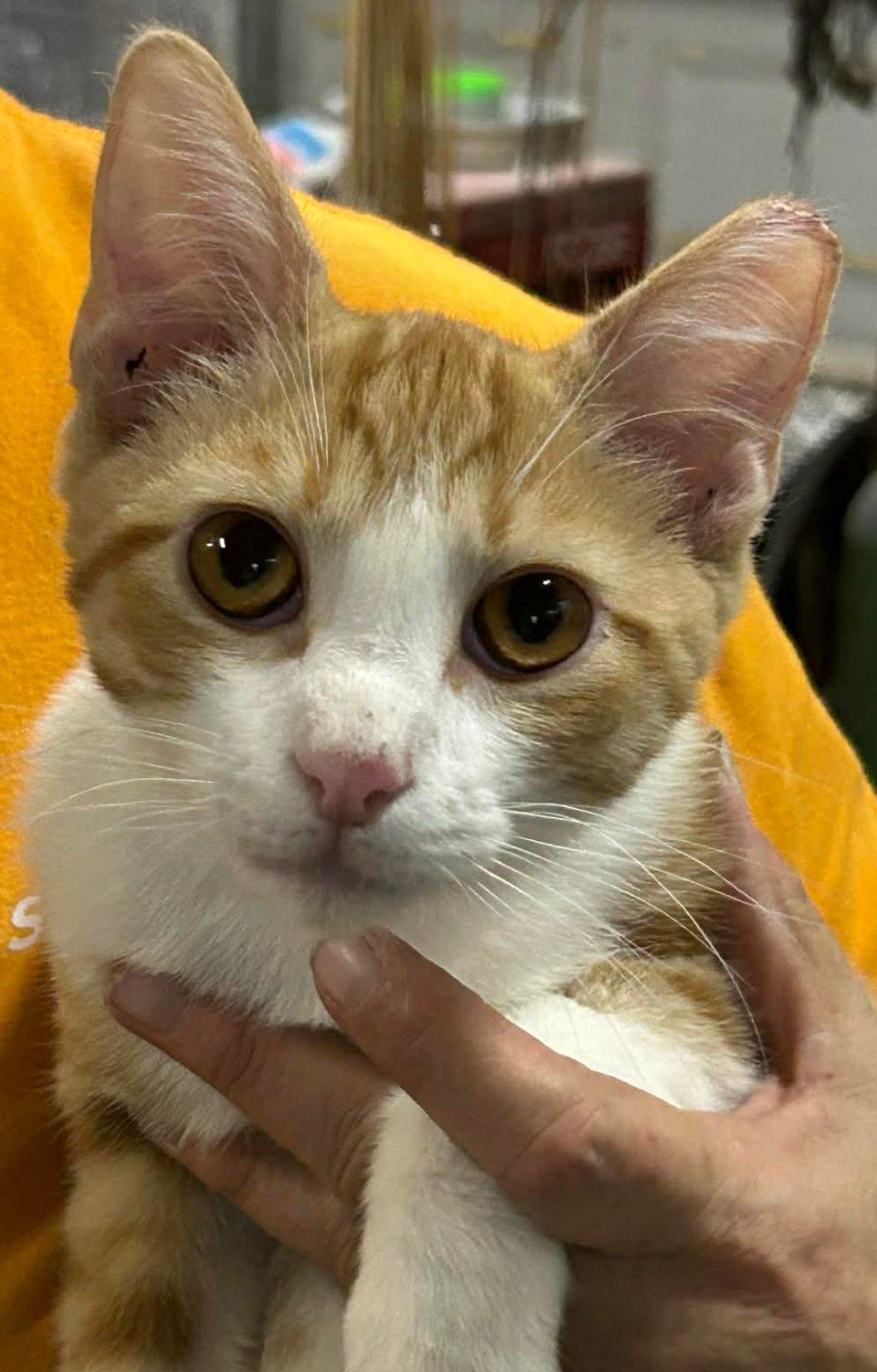 Curly, an adopted Domestic Short Hair in Beckley, WV image 2/2