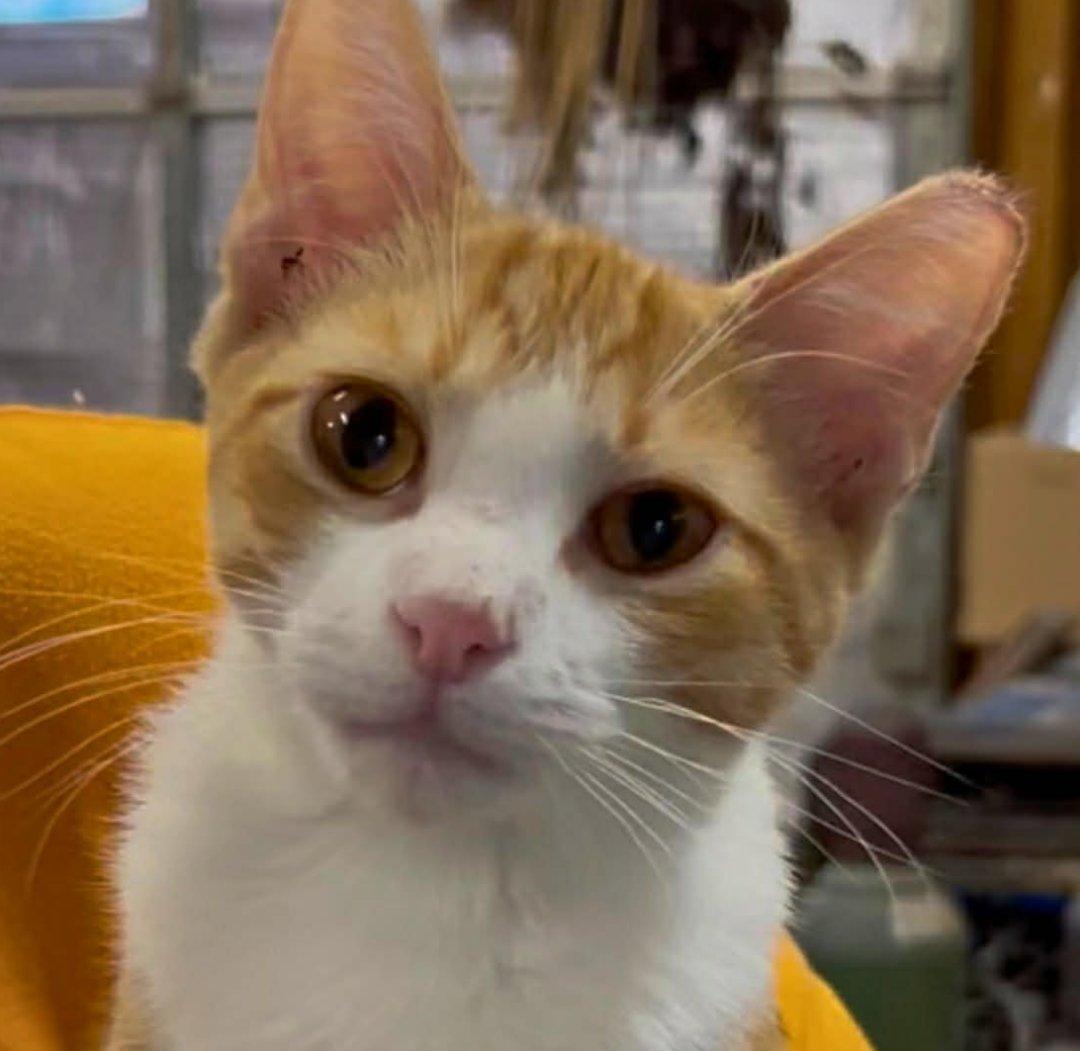 Curly, an adopted Domestic Short Hair in Beckley, WV image 1/2