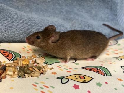 Enlarge Thursday, a Adoptable Mouse in Seattle, WA image 1/1