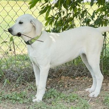 TEXAS, HOUSTON; "ASENA", Young Female Anatolian Shepherd