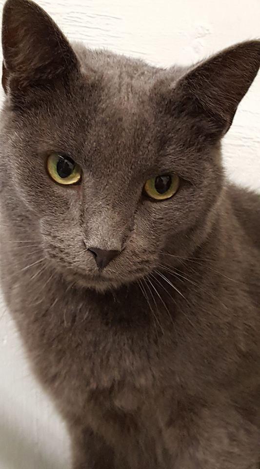 Carlos, a Adoptable Domestic Short Hair in Vine Grove, KY image 1/10