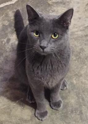 Carlos, a Adoptable Domestic Short Hair in Vine Grove, KY image 2/10