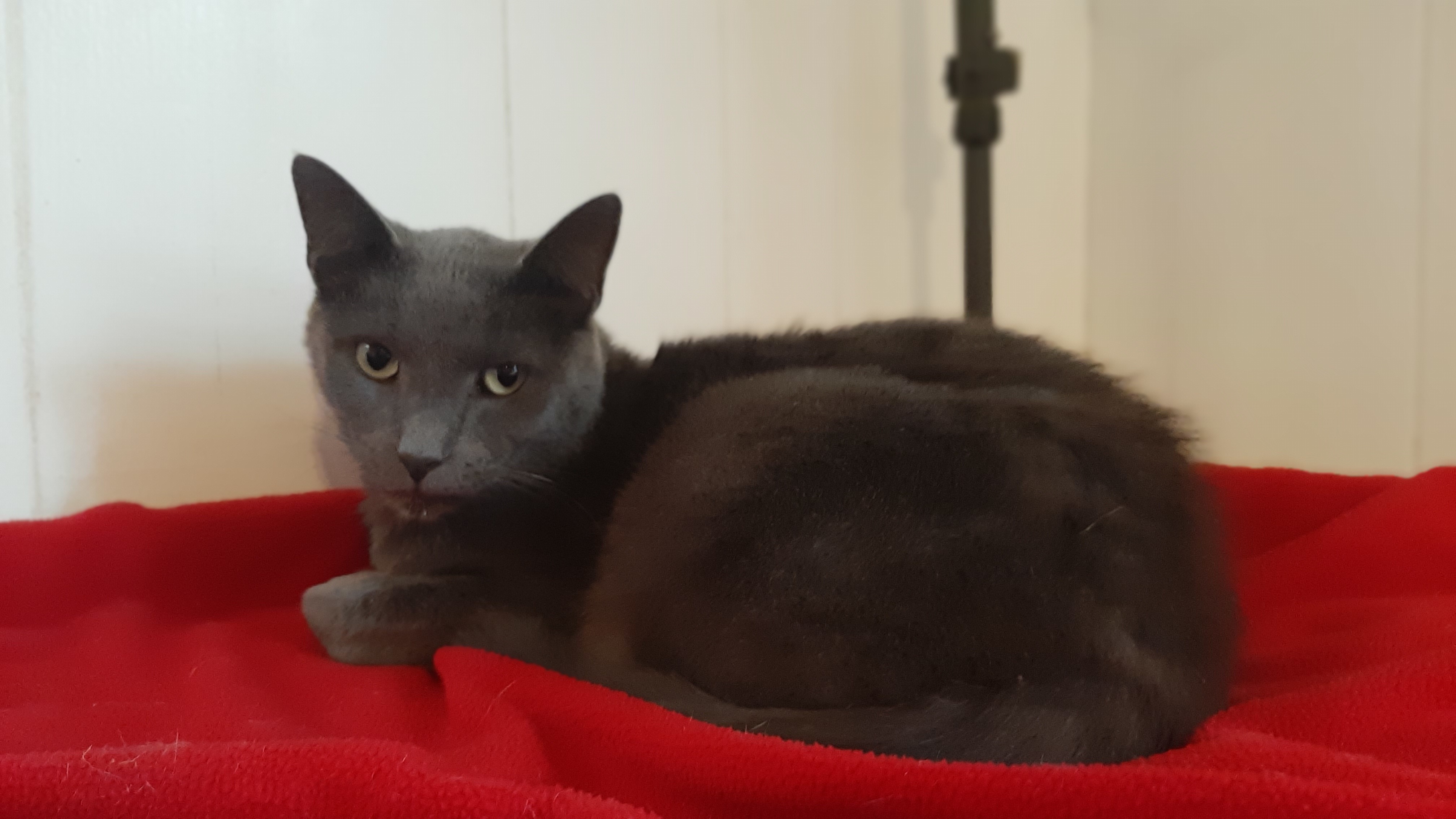 Carlos, a Adoptable Domestic Short Hair in Vine Grove, KY image 3/10