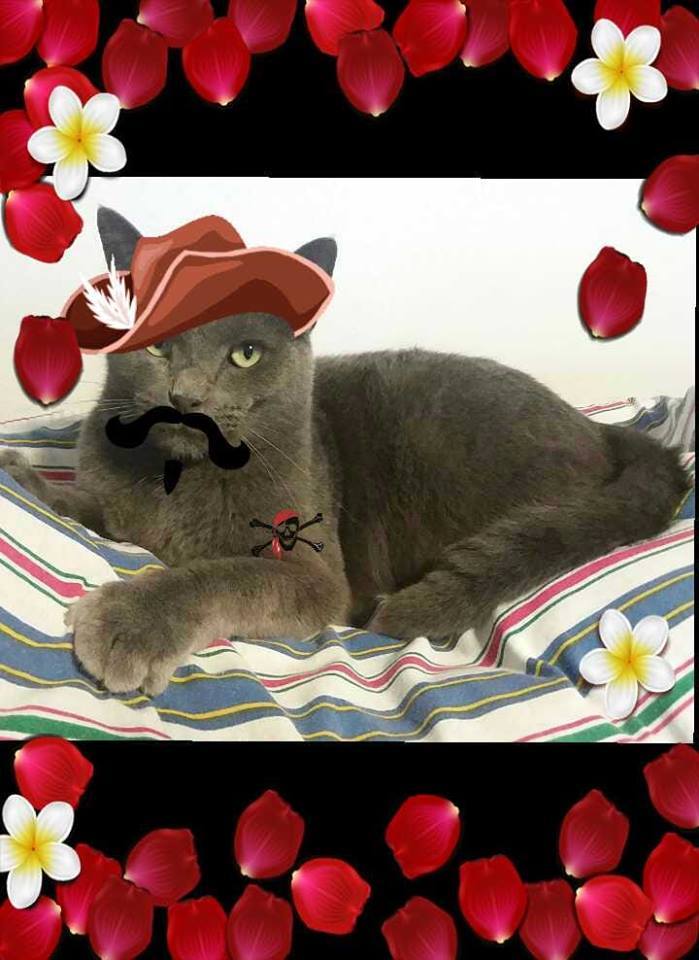 Carlos, a Adoptable Domestic Short Hair in Vine Grove, KY image 4/10