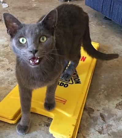 Carlos, a Adoptable Domestic Short Hair in Vine Grove, KY image 5/10