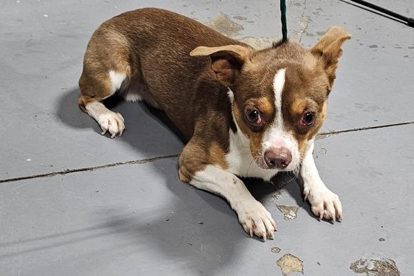 26-06-1531 Carl, Adoptable, Adult Male Chihuahua & Dachshund.