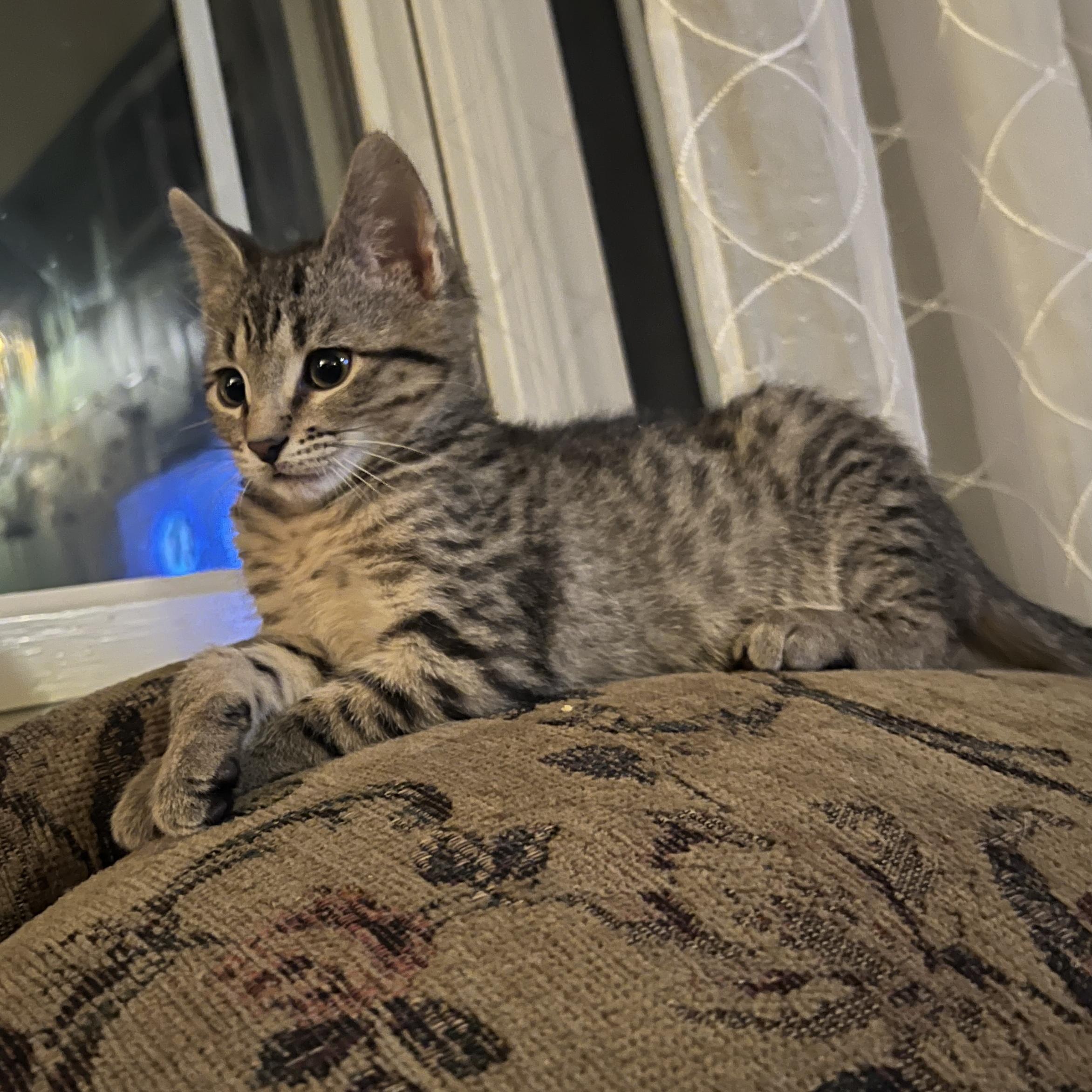 Wafer, ADOPTABLE, Young Male Domestic Short Hair.