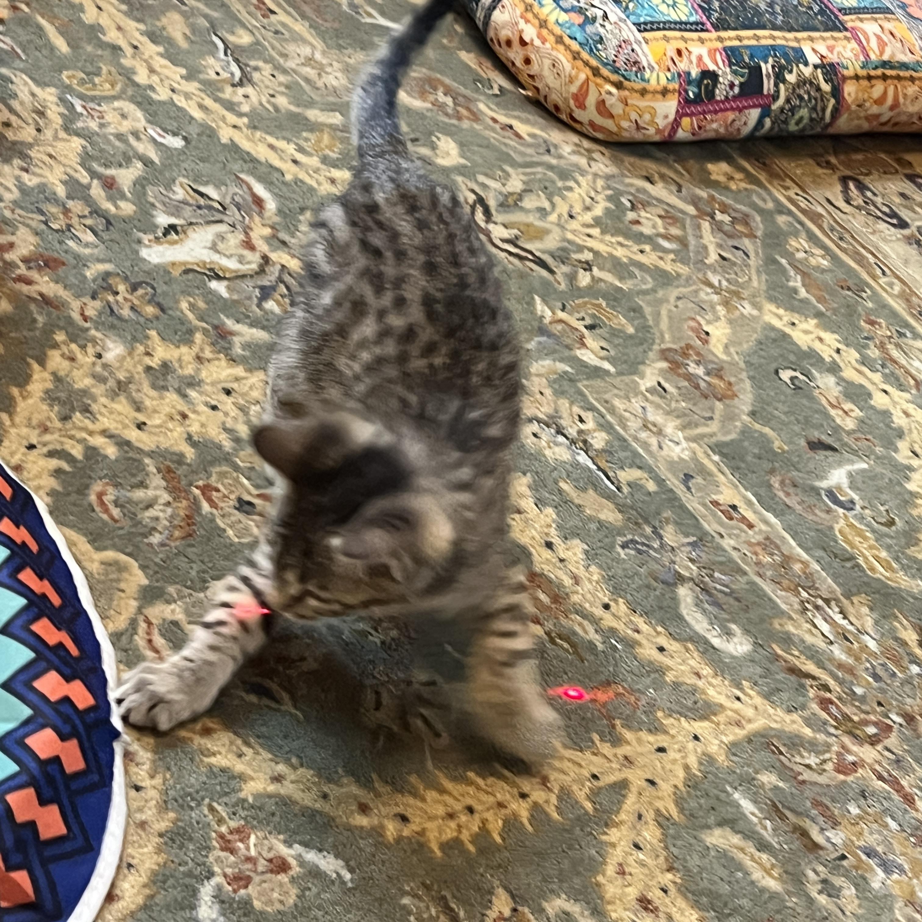 Enlarge Wafer, a ADOPTABLE Domestic Short Hair in Bentonville, AR image 2/5