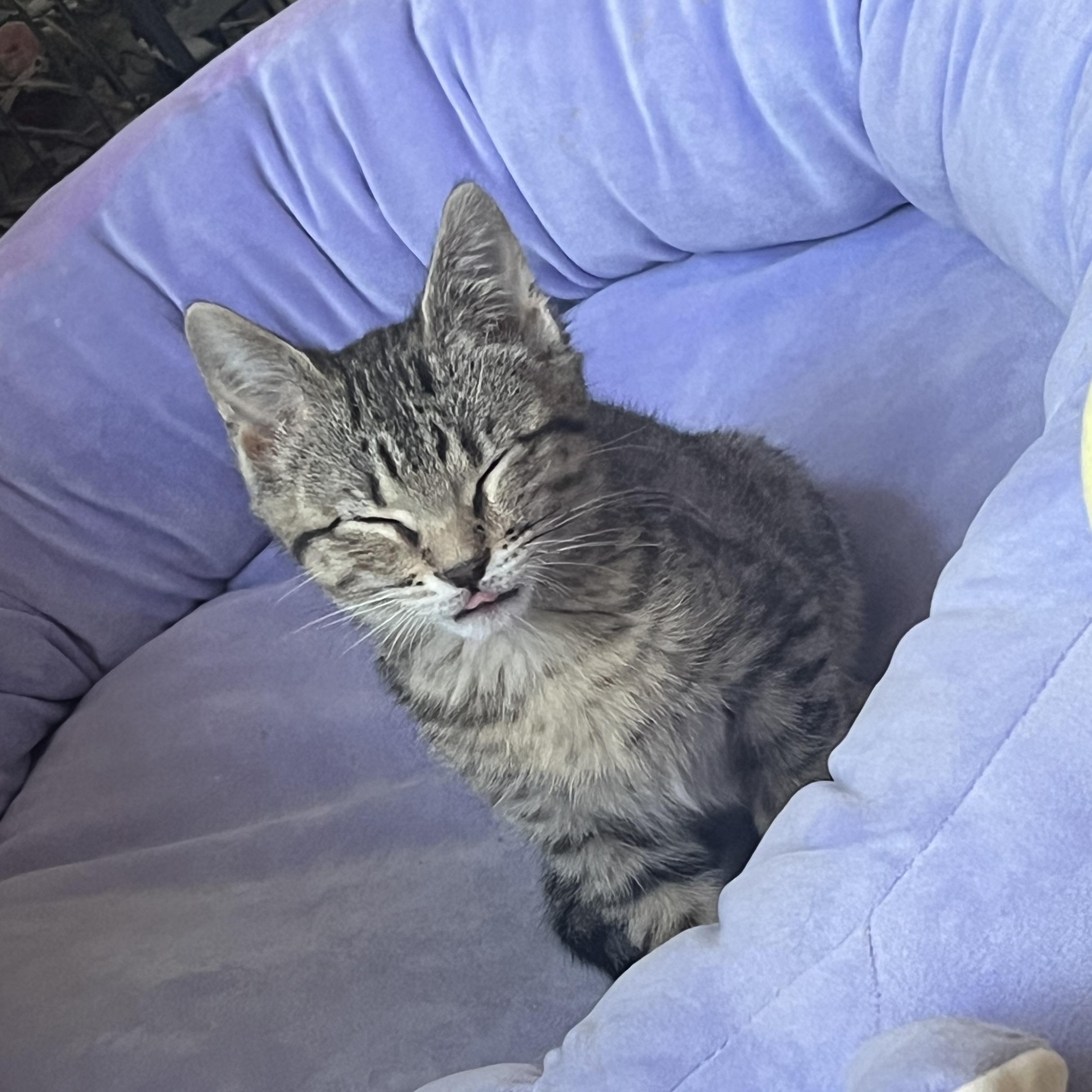 Enlarge Wafer, a ADOPTABLE Domestic Short Hair in Bentonville, AR image 3/5