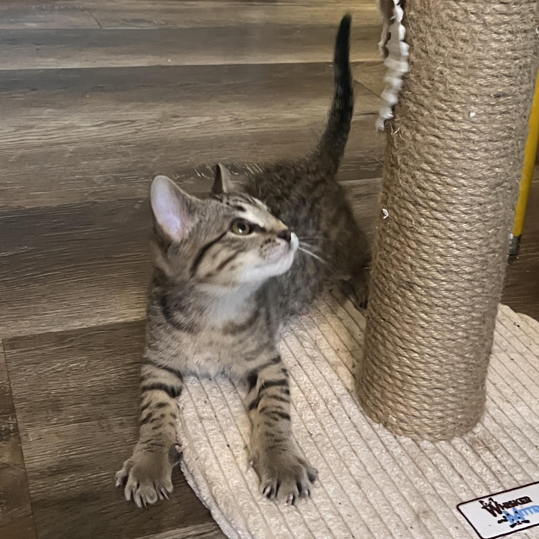 Enlarge Wafer, a ADOPTABLE Domestic Short Hair in Bentonville, AR image 4/5