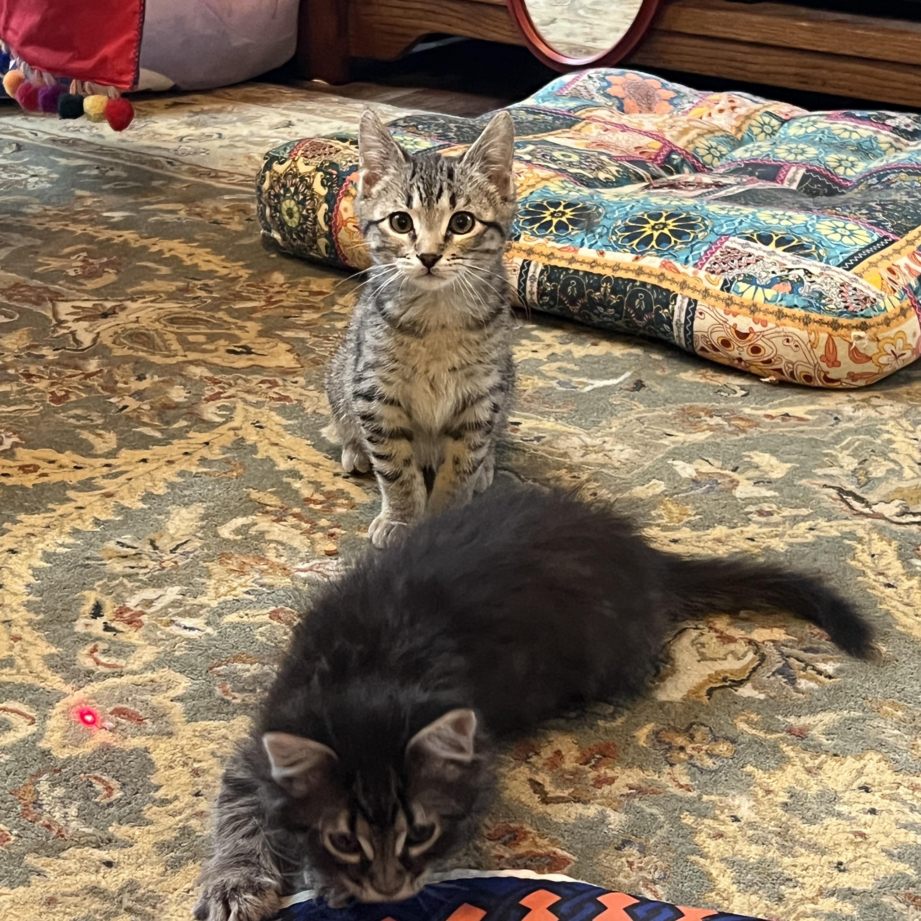 Enlarge Wafer, a ADOPTABLE Domestic Short Hair in Bentonville, AR image 5/5