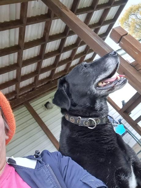 Enlarge Toby & Rickie, a Adoptable mixed breed in Clinton, ME image 2/5