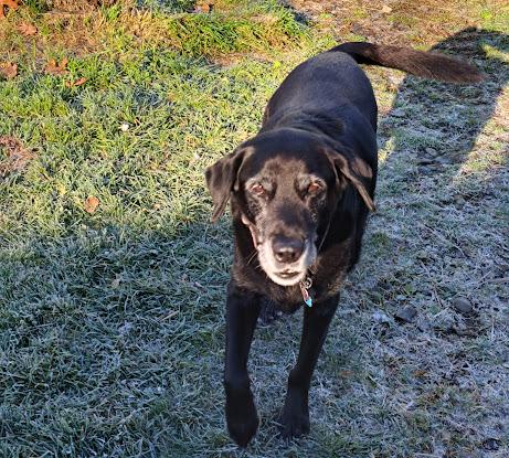 Enlarge Toby & Rickie, a Adoptable mixed breed in Clinton, ME image 1/5