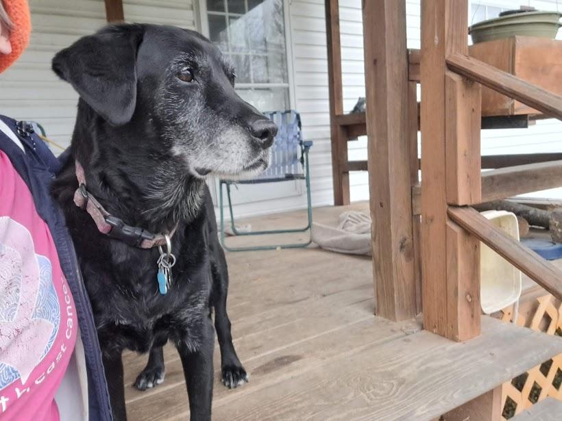 Enlarge Toby & Rickie, a Adoptable mixed breed in Clinton, ME image 5/5