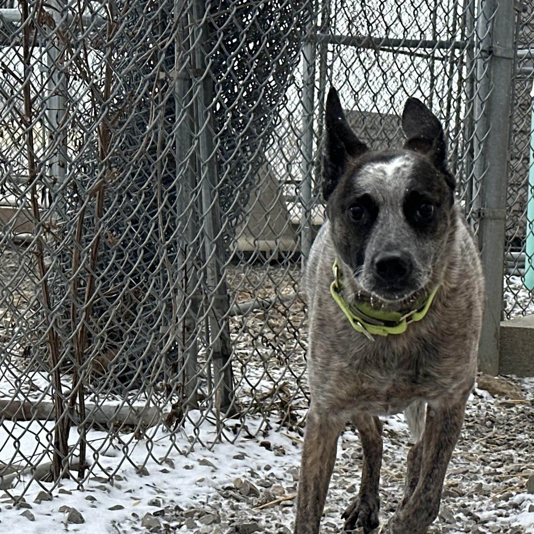 Enlarge Dinero, an adopted Australian Cattle Dog / Blue Heeler in Indiana, PA image 1/1