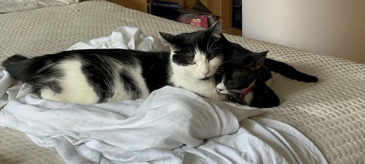 Enlarge Cover Girl & Paulie, a ADOPTABLE mixed breed in Mahopac, NY image 1/5
