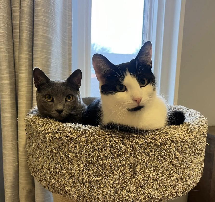 Enlarge Cover Girl & Paulie, a ADOPTABLE mixed breed in Mahopac, NY image 4/5