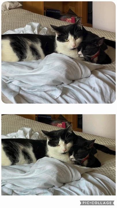 Enlarge Cover Girl & Paulie, a ADOPTABLE mixed breed in Mahopac, NY video 5/5
