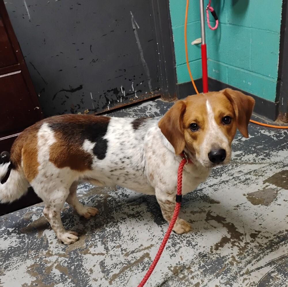Enlarge Copper #213, a Adoptable mixed breed in New Lexington, OH image 1/1