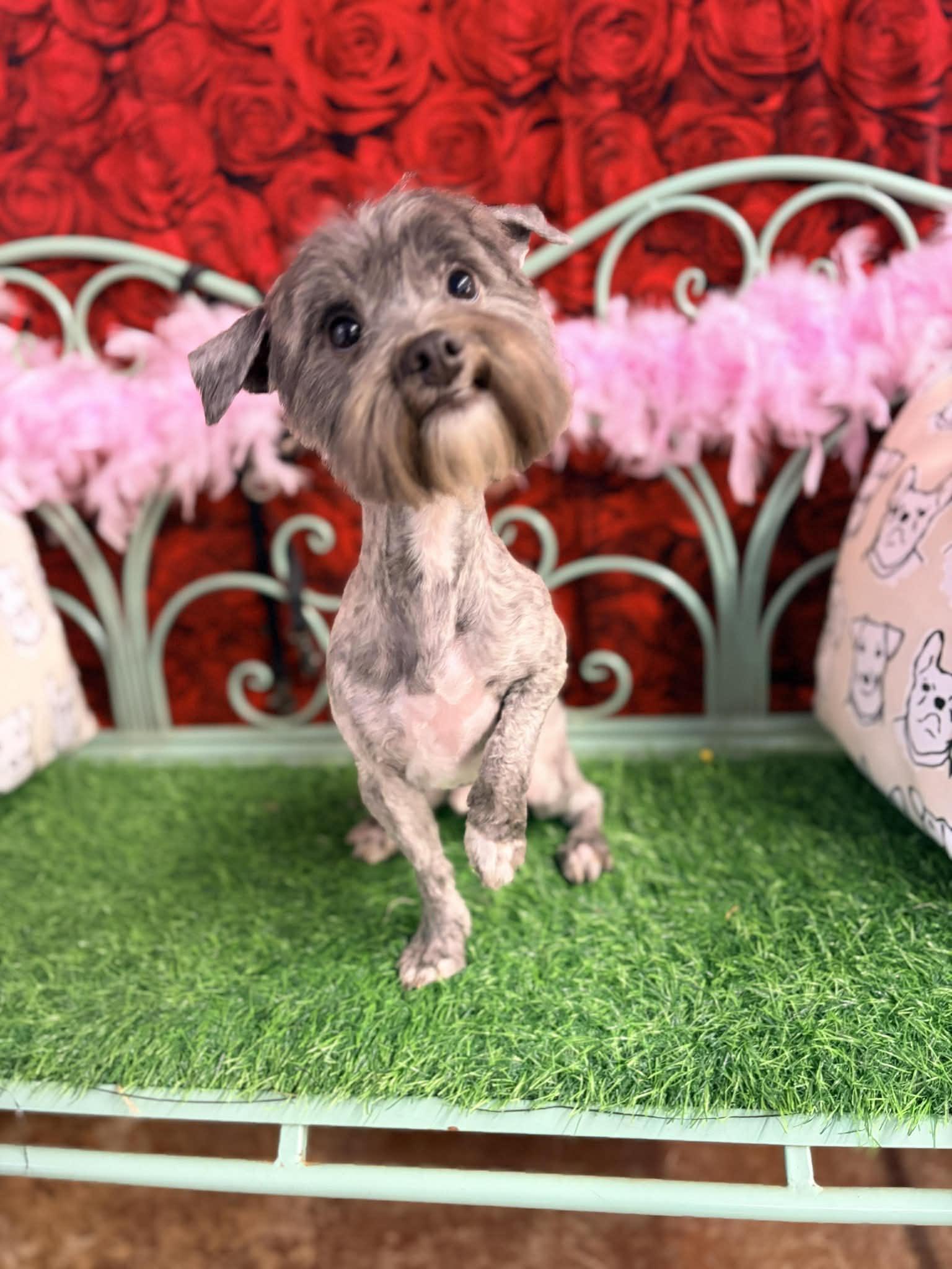 Joker aka Choker Gargaro