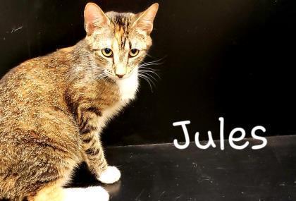 Enlarge JULES, a Adopted Domestic Short Hair in San Angelo, TX image 1/1