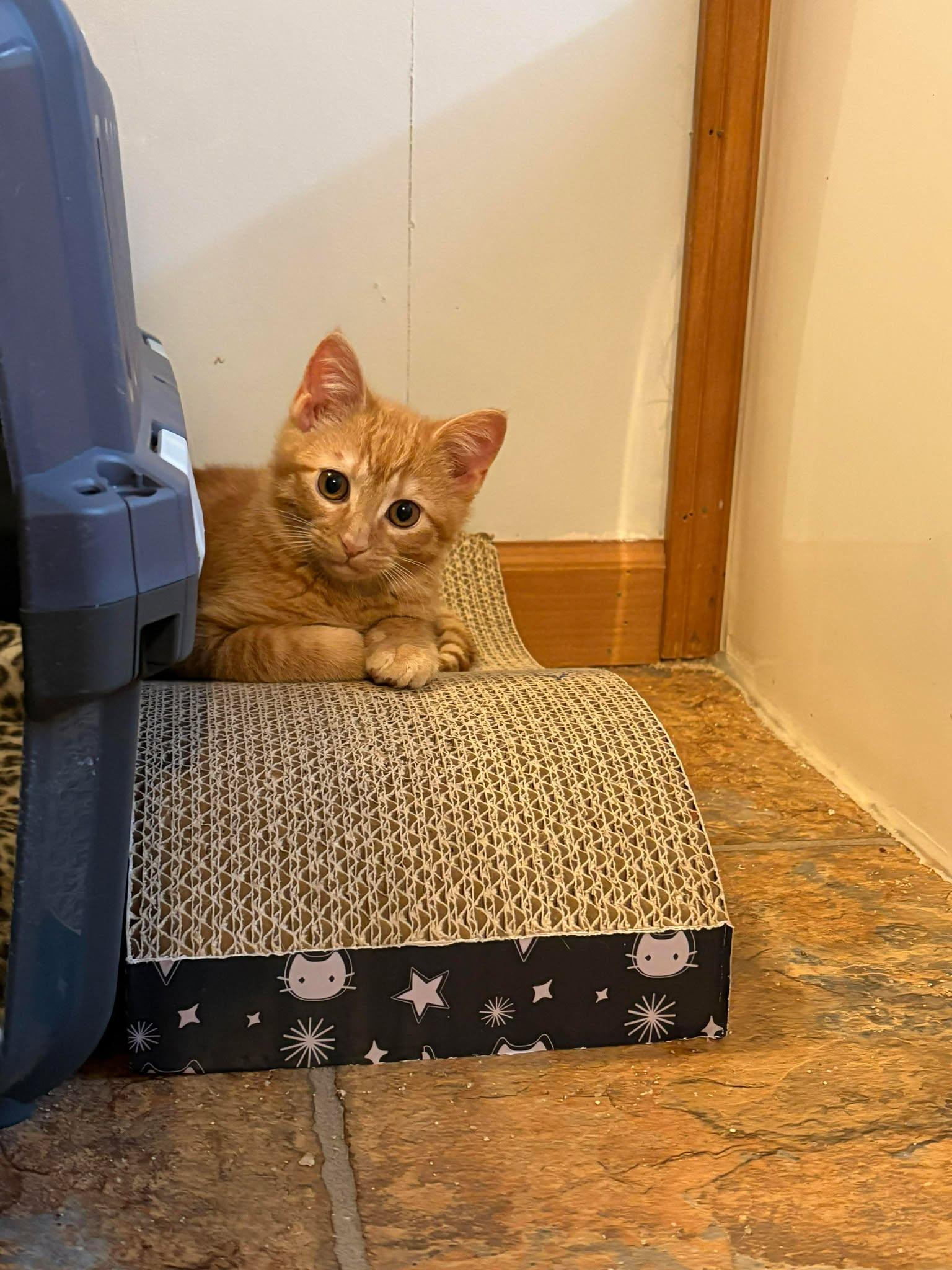 Cheeseburger, Adopted, Young Male Domestic Short Hair.