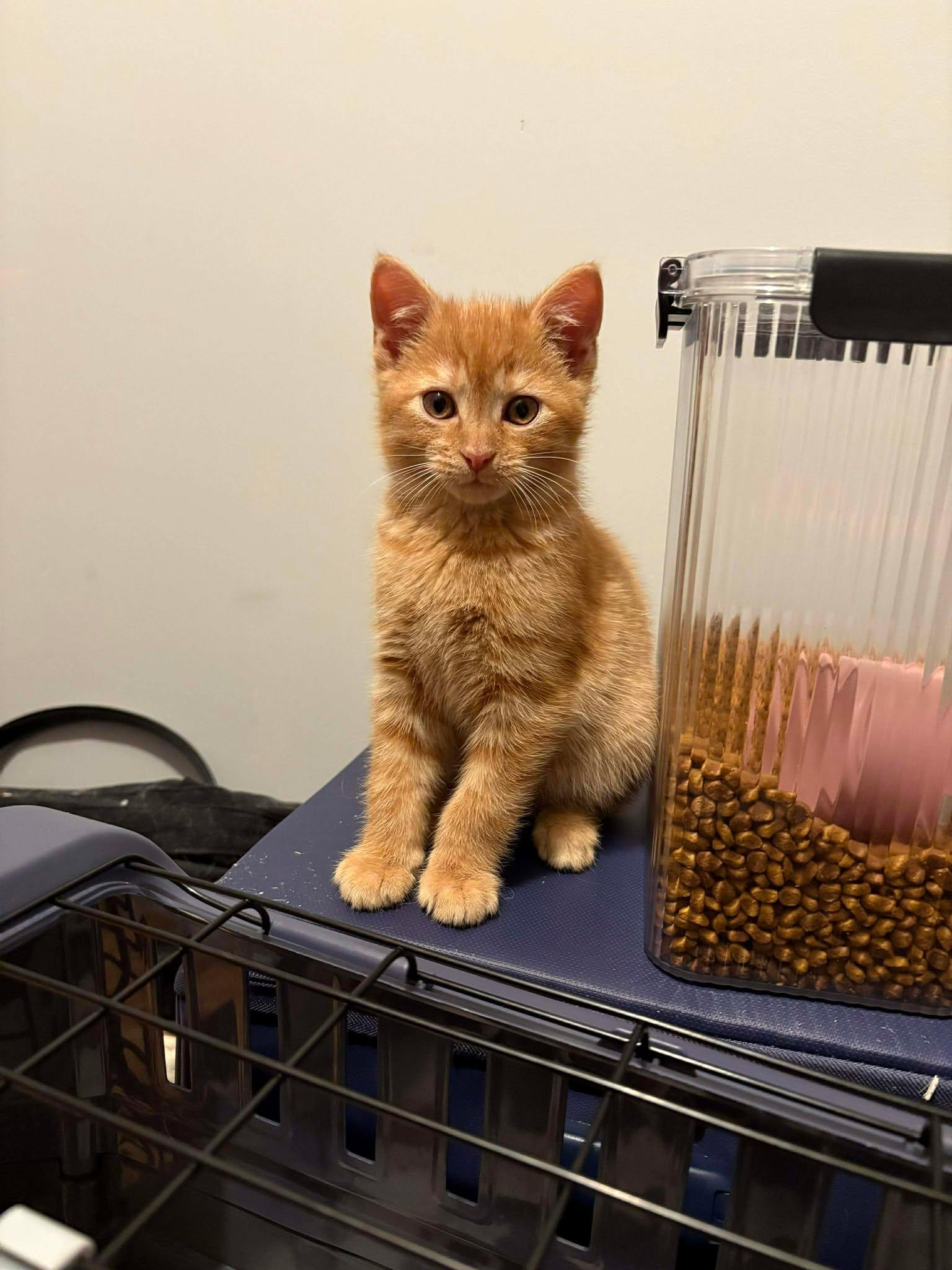 Enlarge Cheeseburger, a Adopted Domestic Short Hair in Camden, SC image 2/2