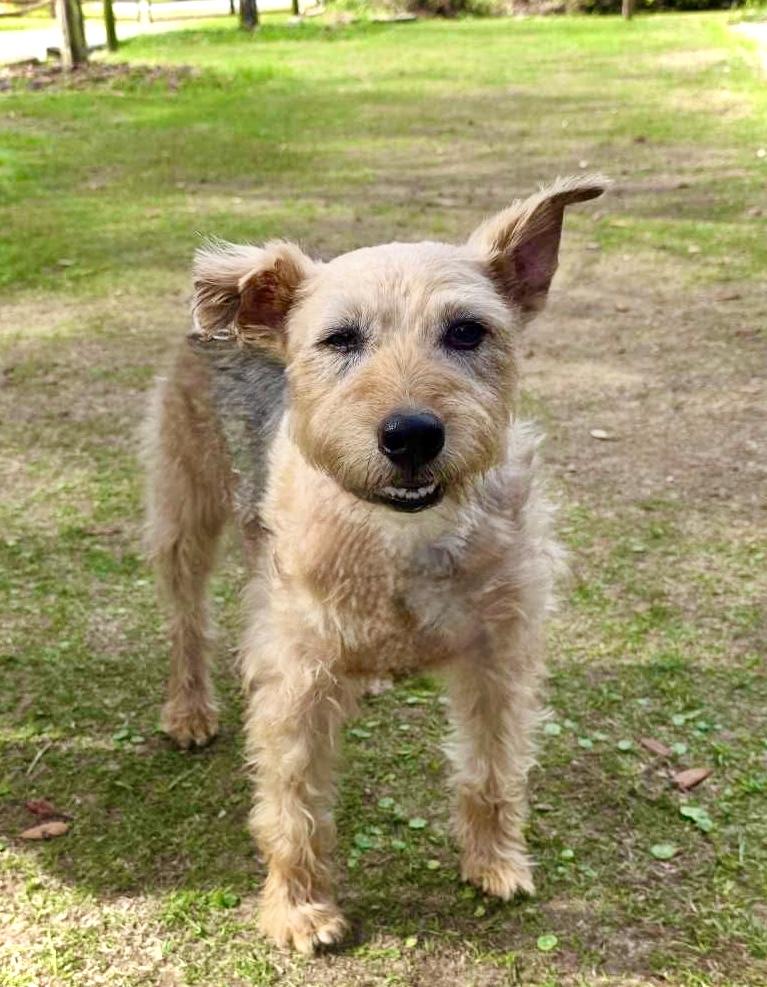 Enlarge Dusty, an adopted mixed breed in Milton, FL image 3/3