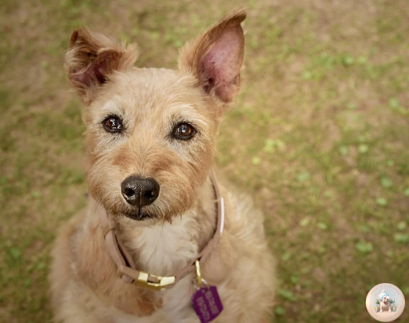 Enlarge Dusty, an adopted mixed breed in Milton, FL image 2/3