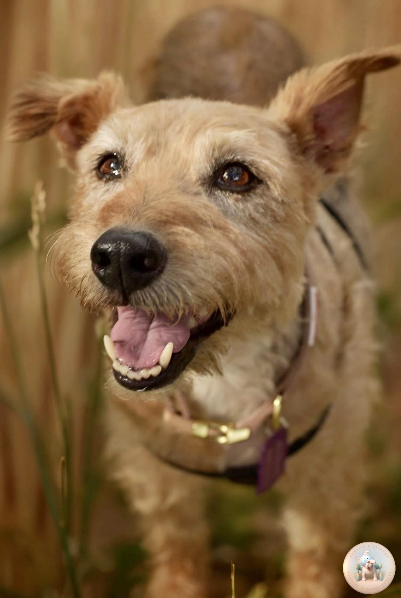Dusty, adopted, Adult Male Airedale Terrier.