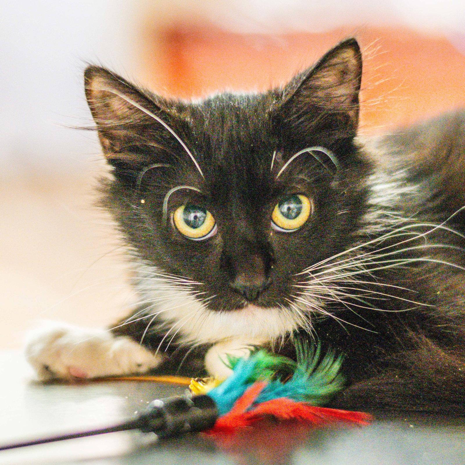 Enlarge Agatha Kitty, a Adoptable Domestic Short Hair in Hilton Head Island, SC image 1/2