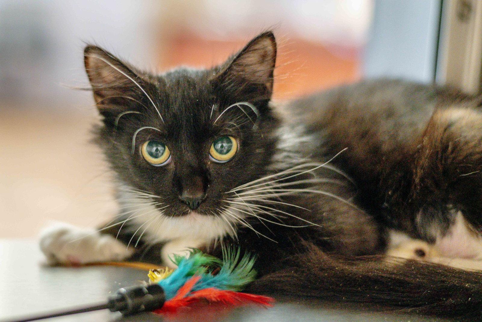 Enlarge Agatha Kitty, a Adoptable Domestic Short Hair in Hilton Head Island, SC image 2/2