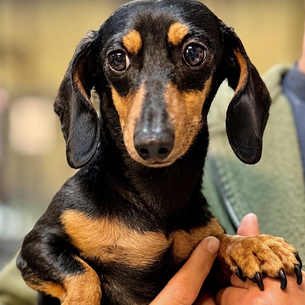 Trinity 8335, adopted, Senior Female Dachshund.