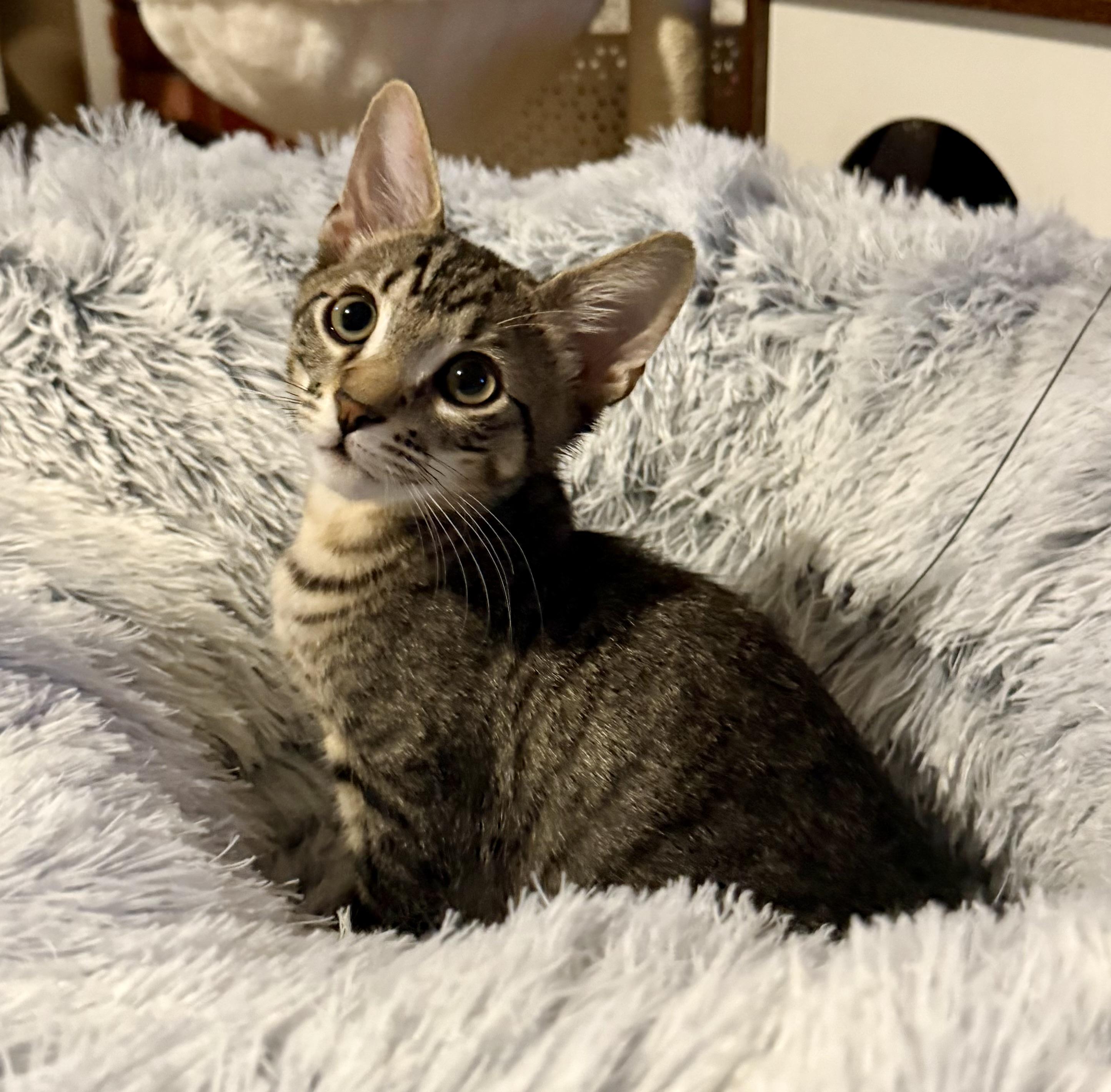 Enlarge Owen, a Adopted mixed breed in Turnersville, NJ image 2/5