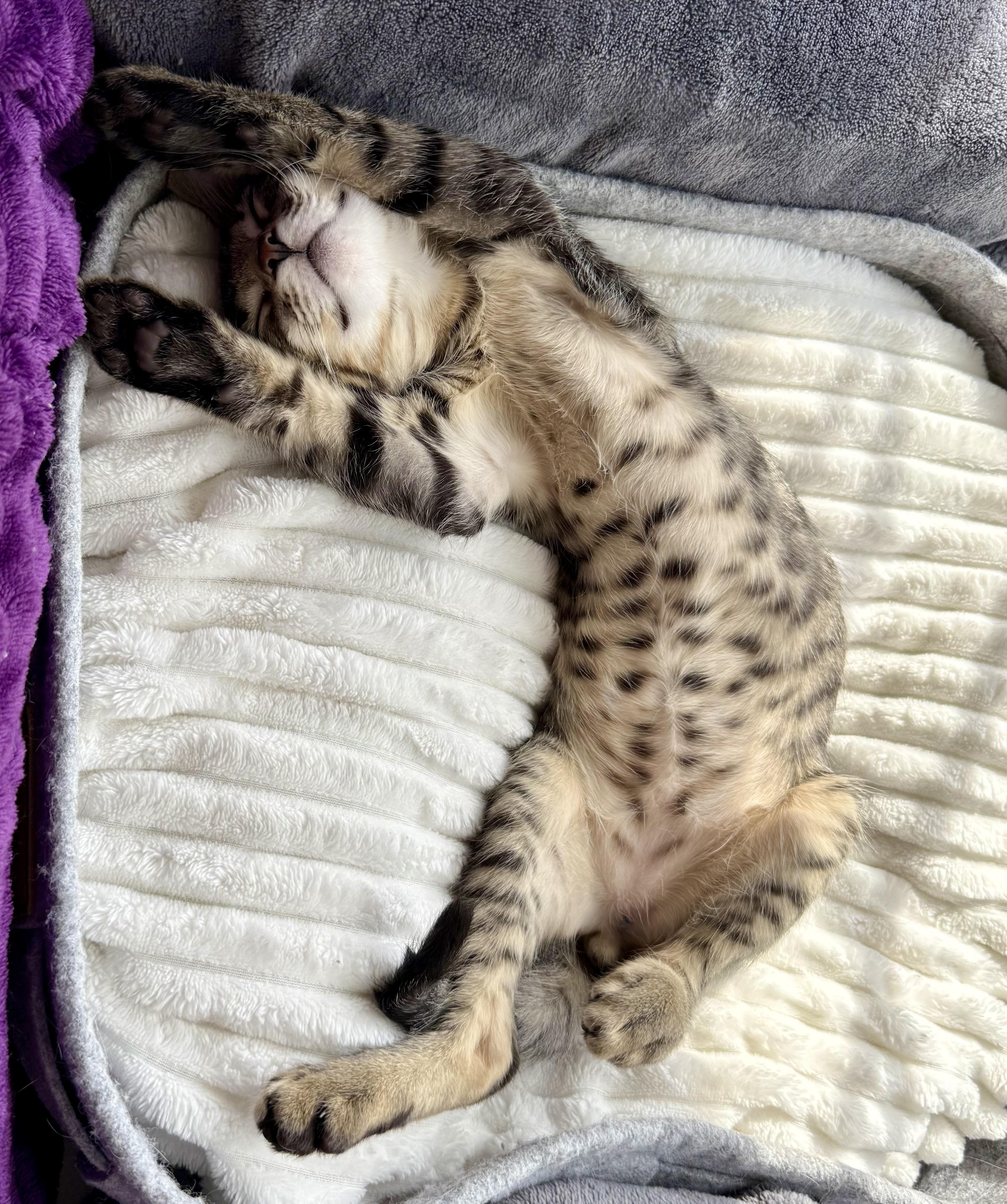 Enlarge Owen, a Adopted mixed breed in Turnersville, NJ image 3/5