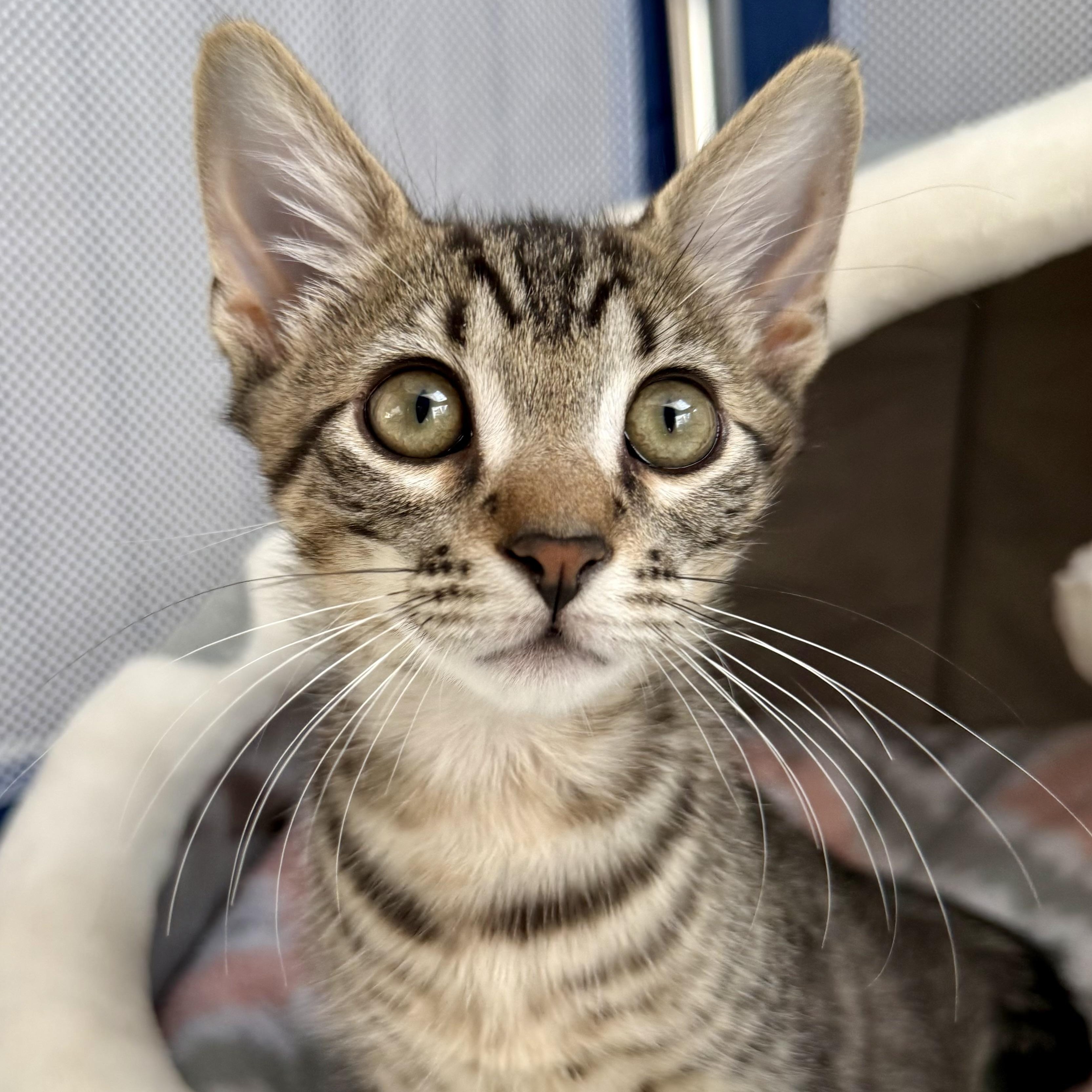 Enlarge Owen, a Adopted mixed breed in Turnersville, NJ image 4/5