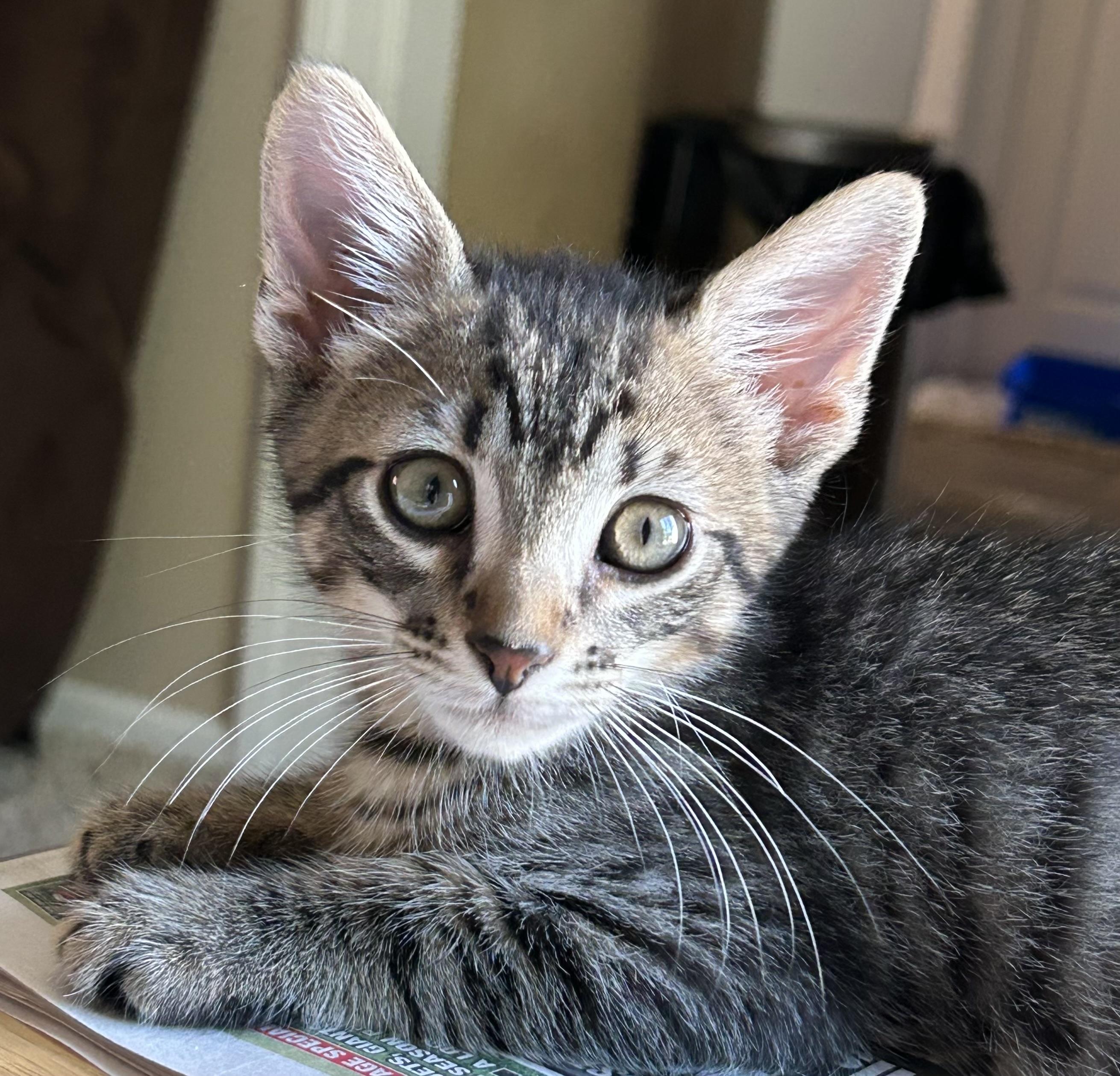 Enlarge Owen, a Adopted mixed breed in Turnersville, NJ image 5/5