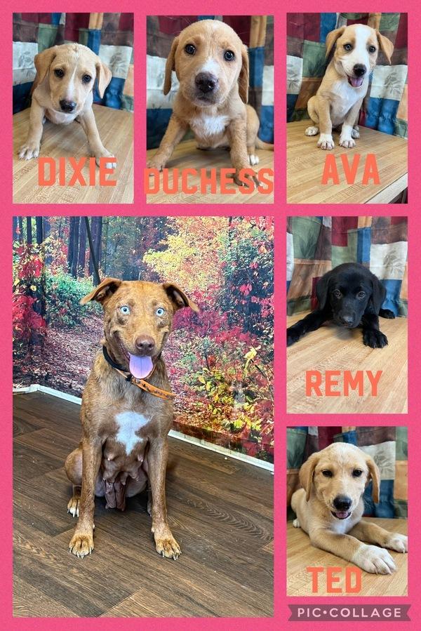 Enlarge Ava, a Adopted mixed breed in Opelousas, LA image 1/2