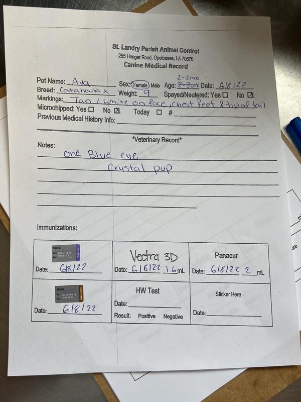 Enlarge Ava, a Adopted mixed breed in Opelousas, LA image 2/2