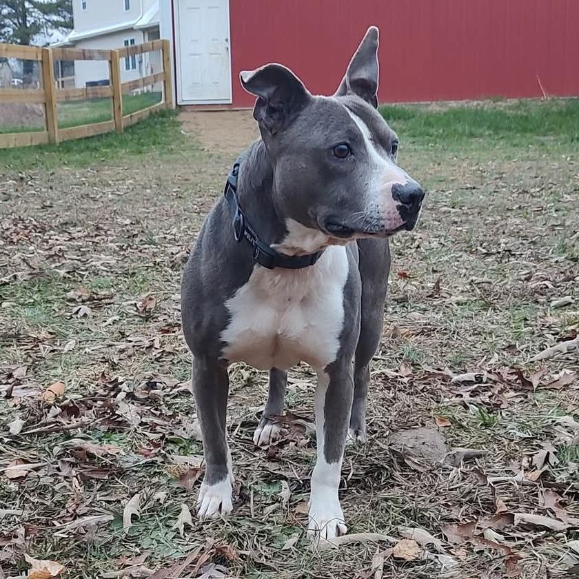 Enlarge Heidi, a Adoptable Mixed Breed in Clarksville, TN image 3/5