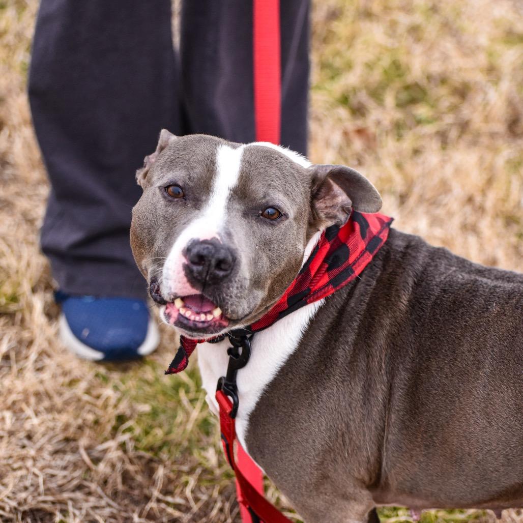 Enlarge Heidi, a Adoptable Mixed Breed in Clarksville, TN image 4/6