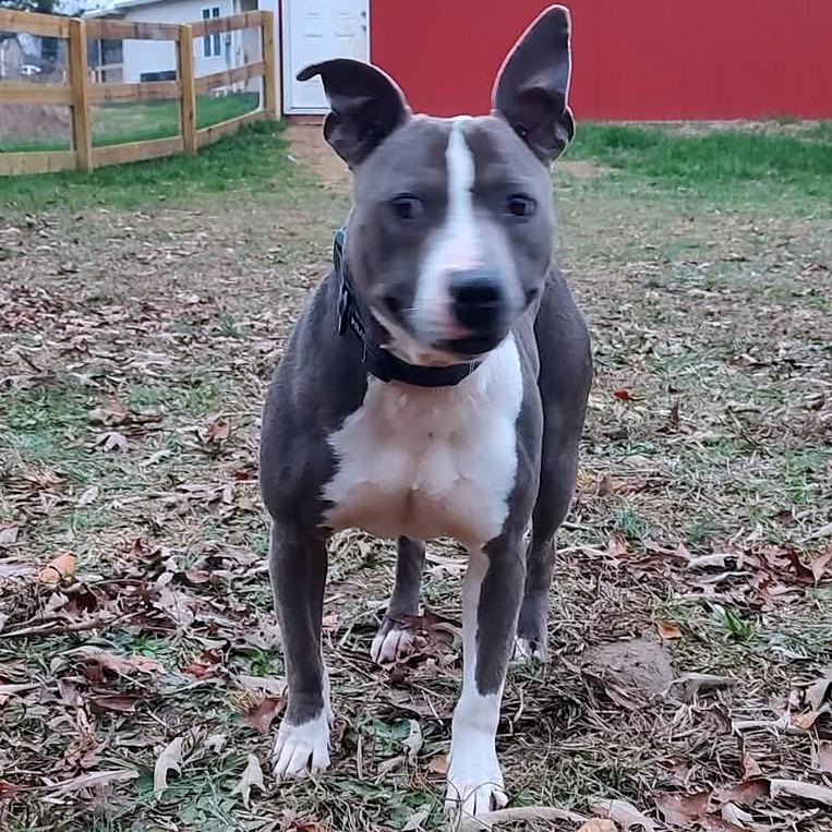 Enlarge Heidi, a Adoptable Mixed Breed in Clarksville, TN image 4/5
