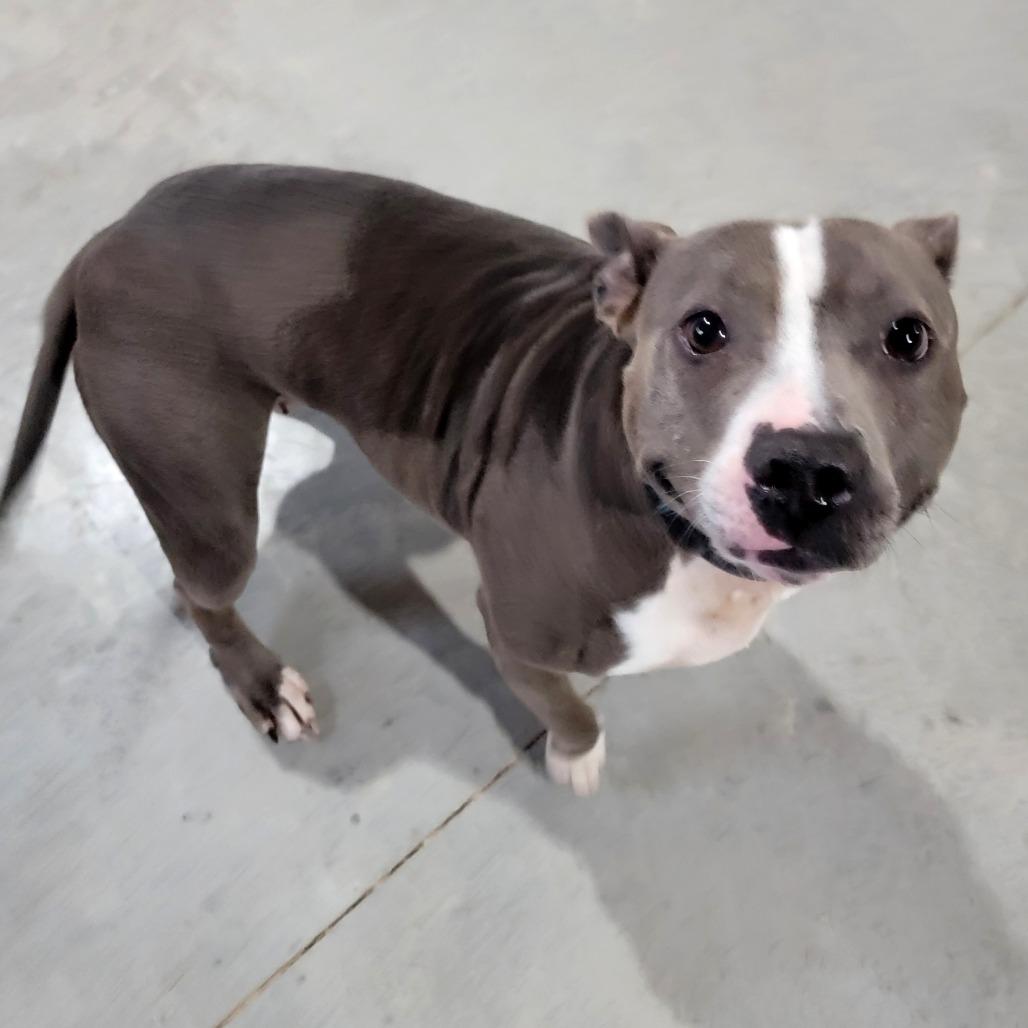 Enlarge Heidi, a Adoptable Mixed Breed in Clarksville, TN image 5/5