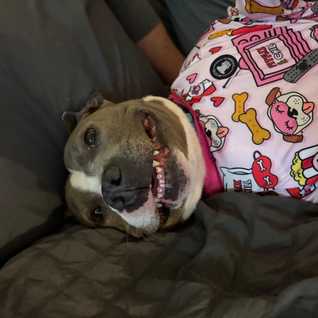 Heidi, a Adoptable Mixed Breed in Clarksville, TN image 6/6