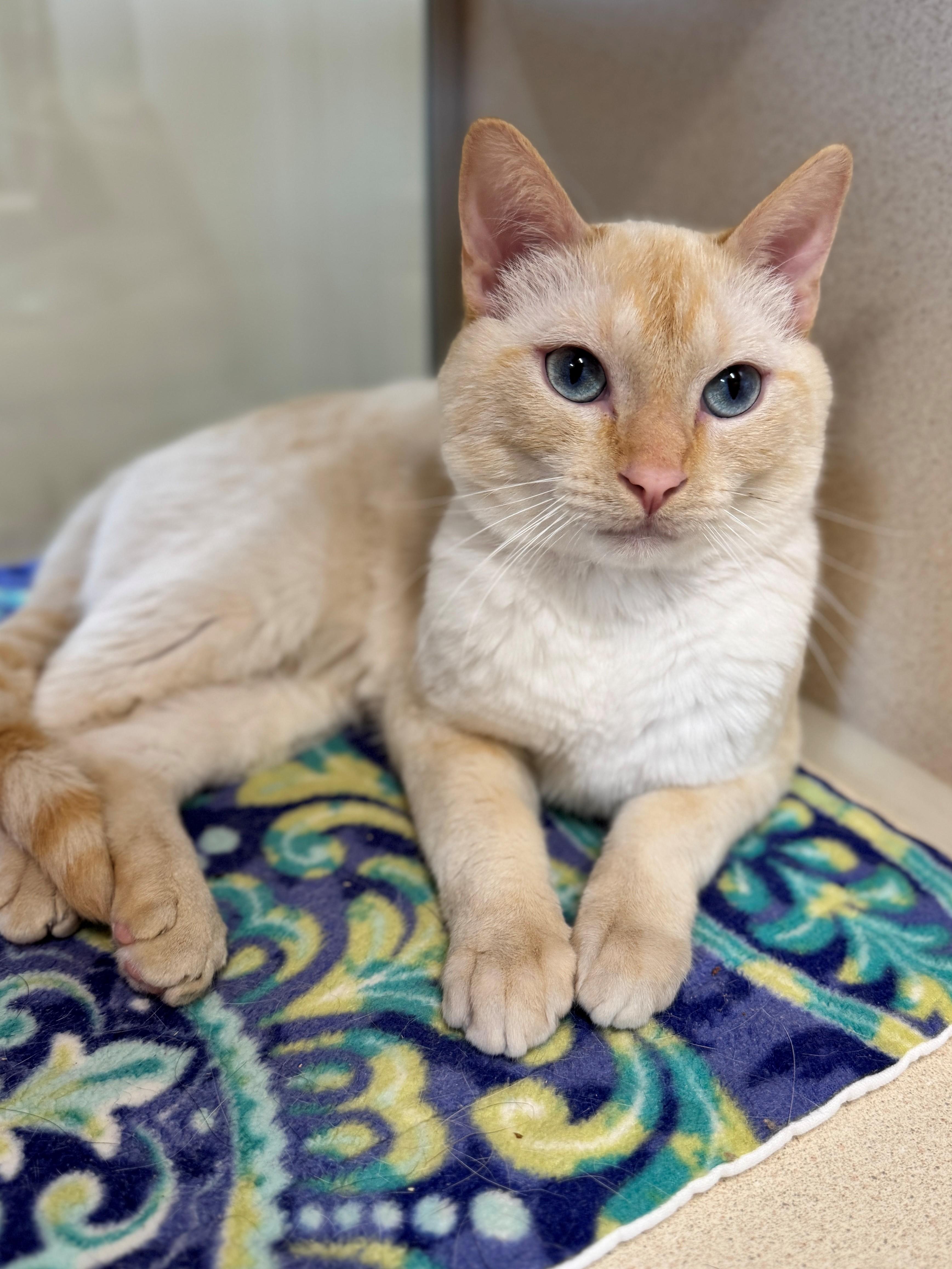 CJ, an adoptable Siamese in Hackensack, MN, 56452 | Photo Image 1