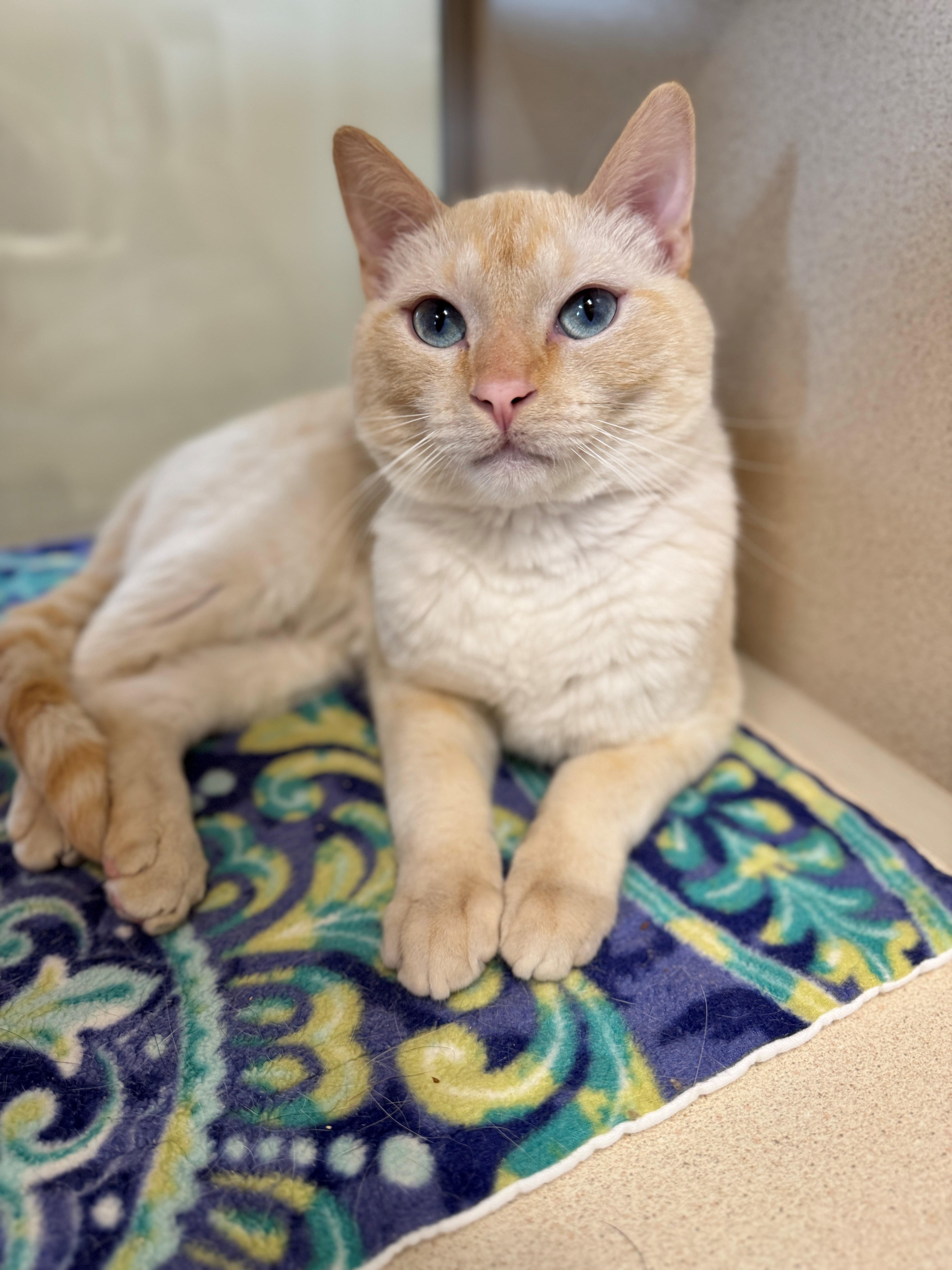 CJ, an adoptable Siamese in Hackensack, MN, 56452 | Photo Image 3