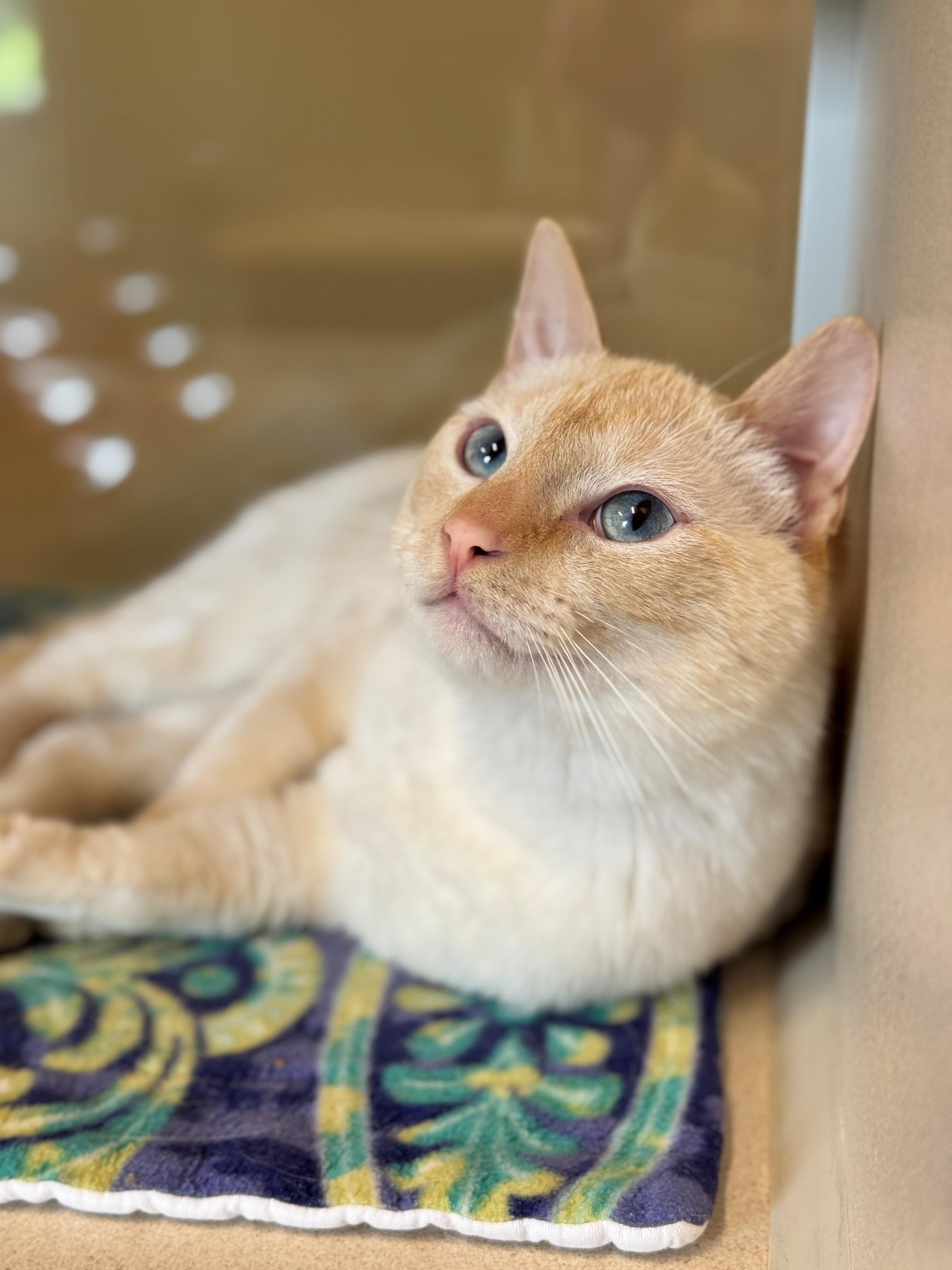 CJ, an adoptable Siamese in Hackensack, MN, 56452 | Photo Image 2