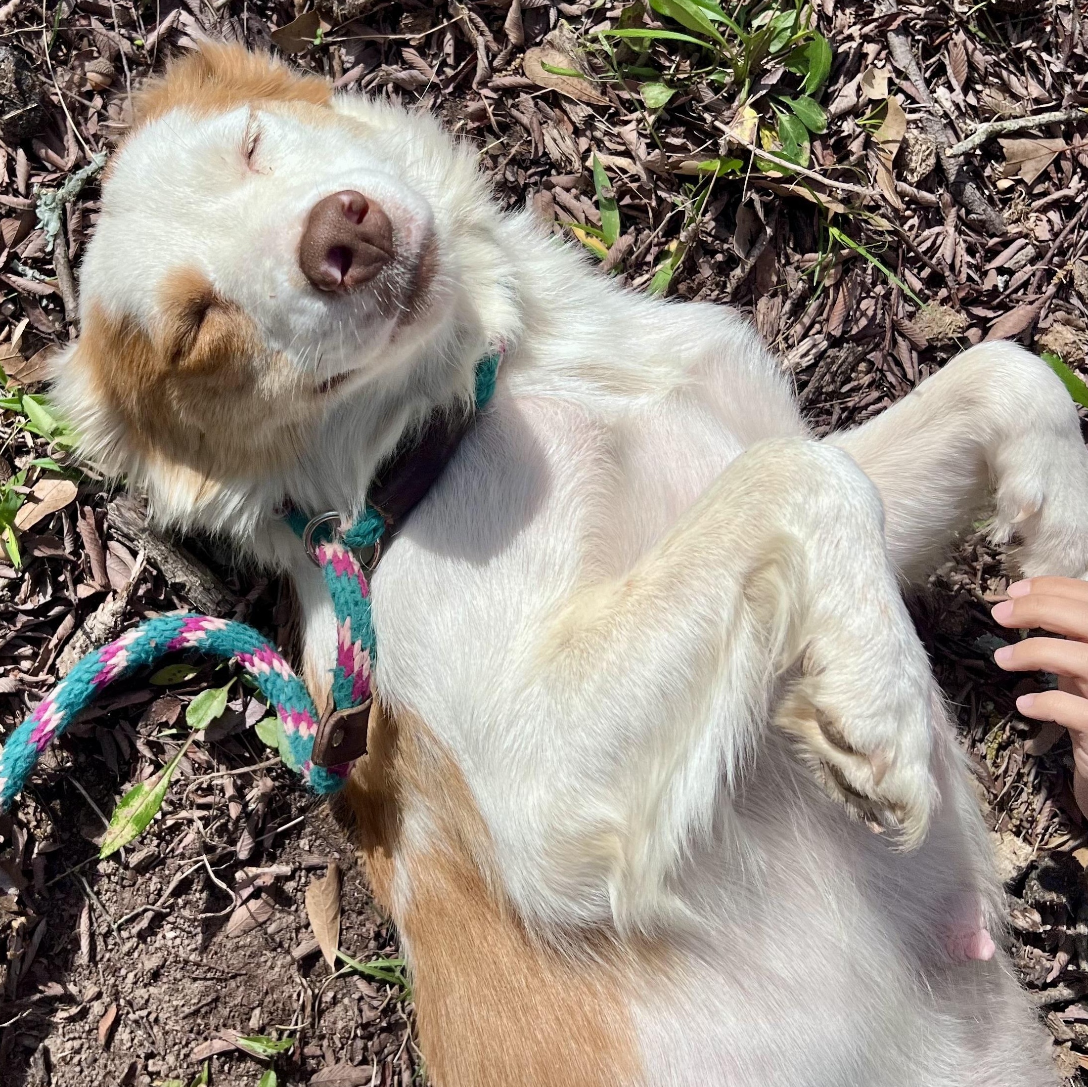 Enlarge Coffee, a Adoptable mixed breed in Cheyenne, WY image 2/5